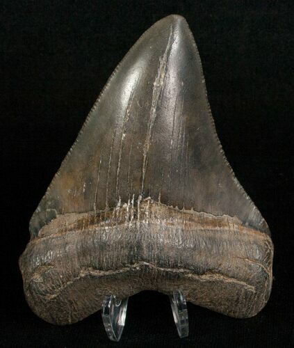 Slightly Curved Megalodon Tooth #5619